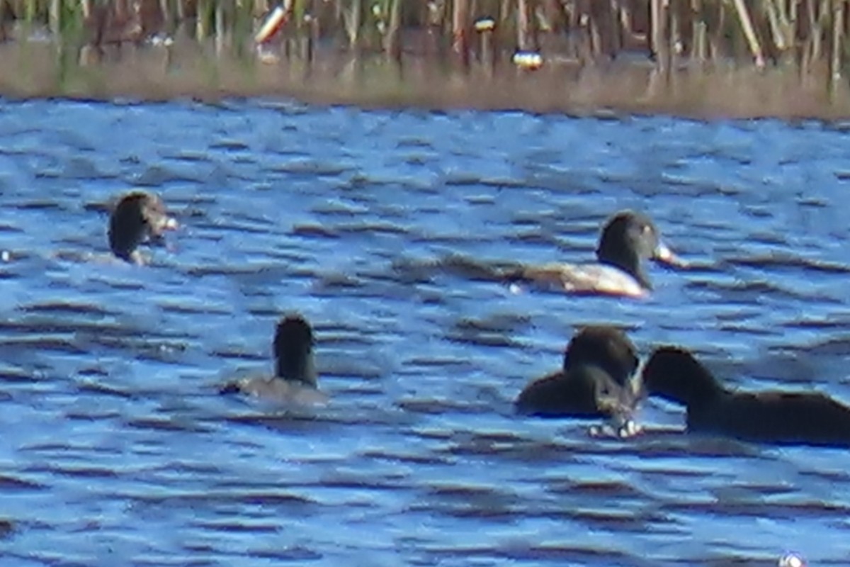 Greater Scaup - ML611677159