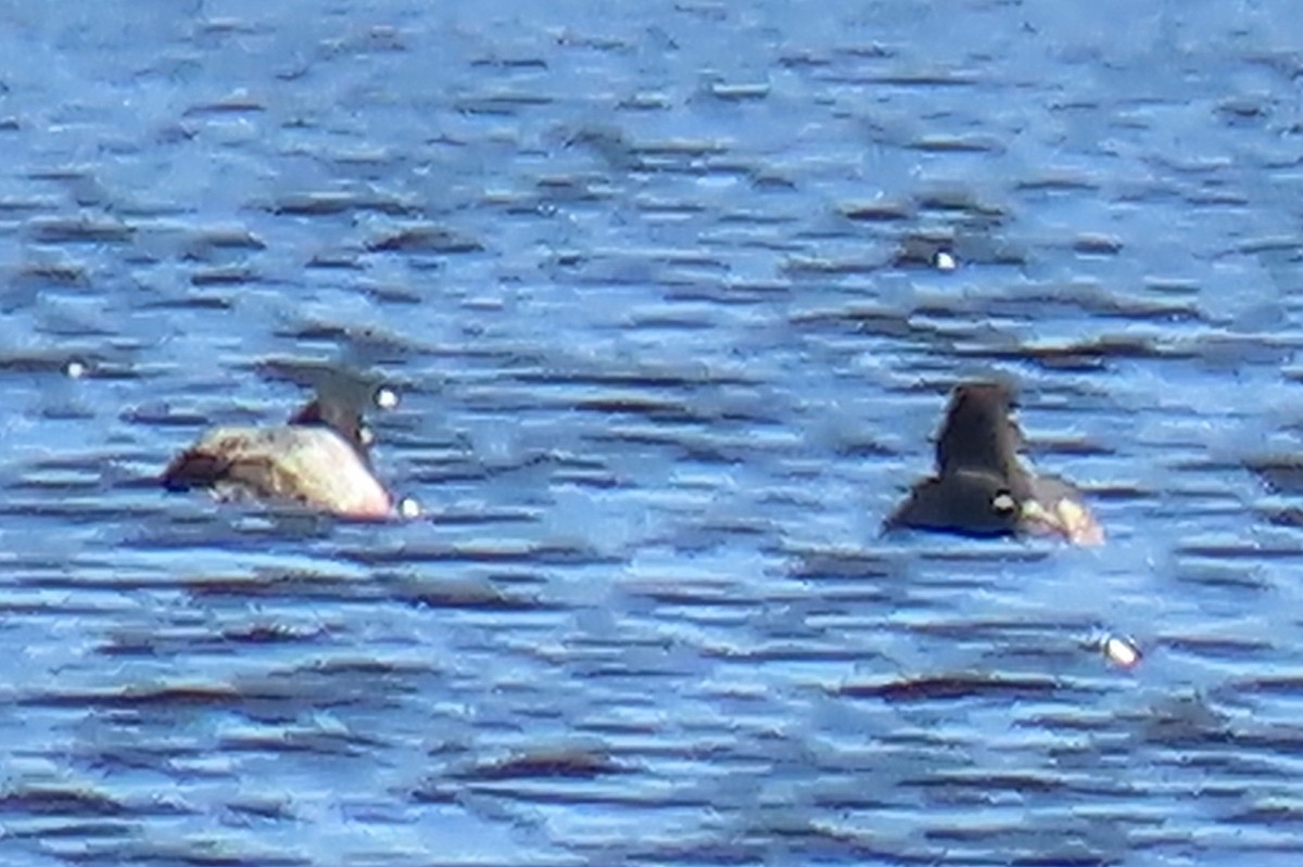 Greater Scaup - ML611677160