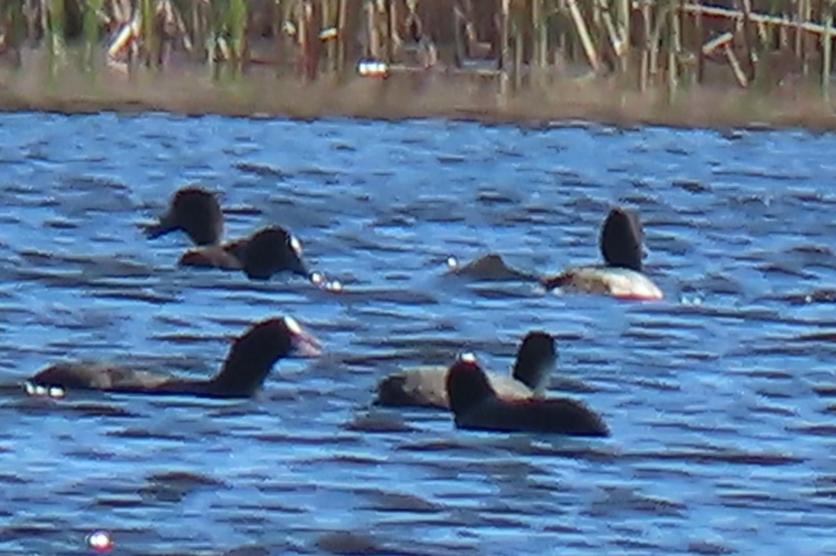 Greater Scaup - ML611677161