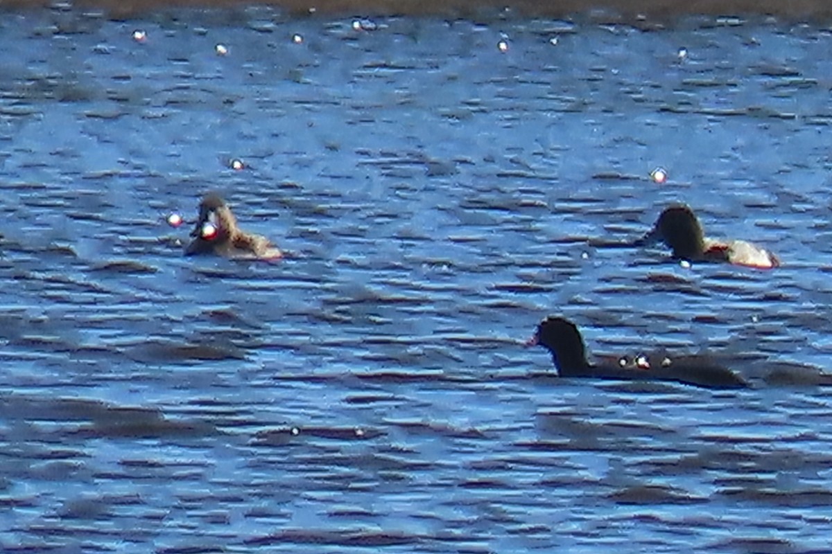 Greater Scaup - ML611677162