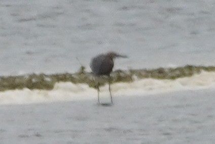 Reddish Egret - ML611677360