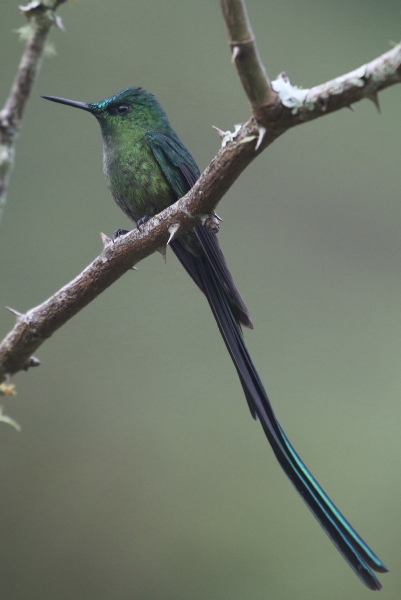 Long-tailed Sylph - ML611677381