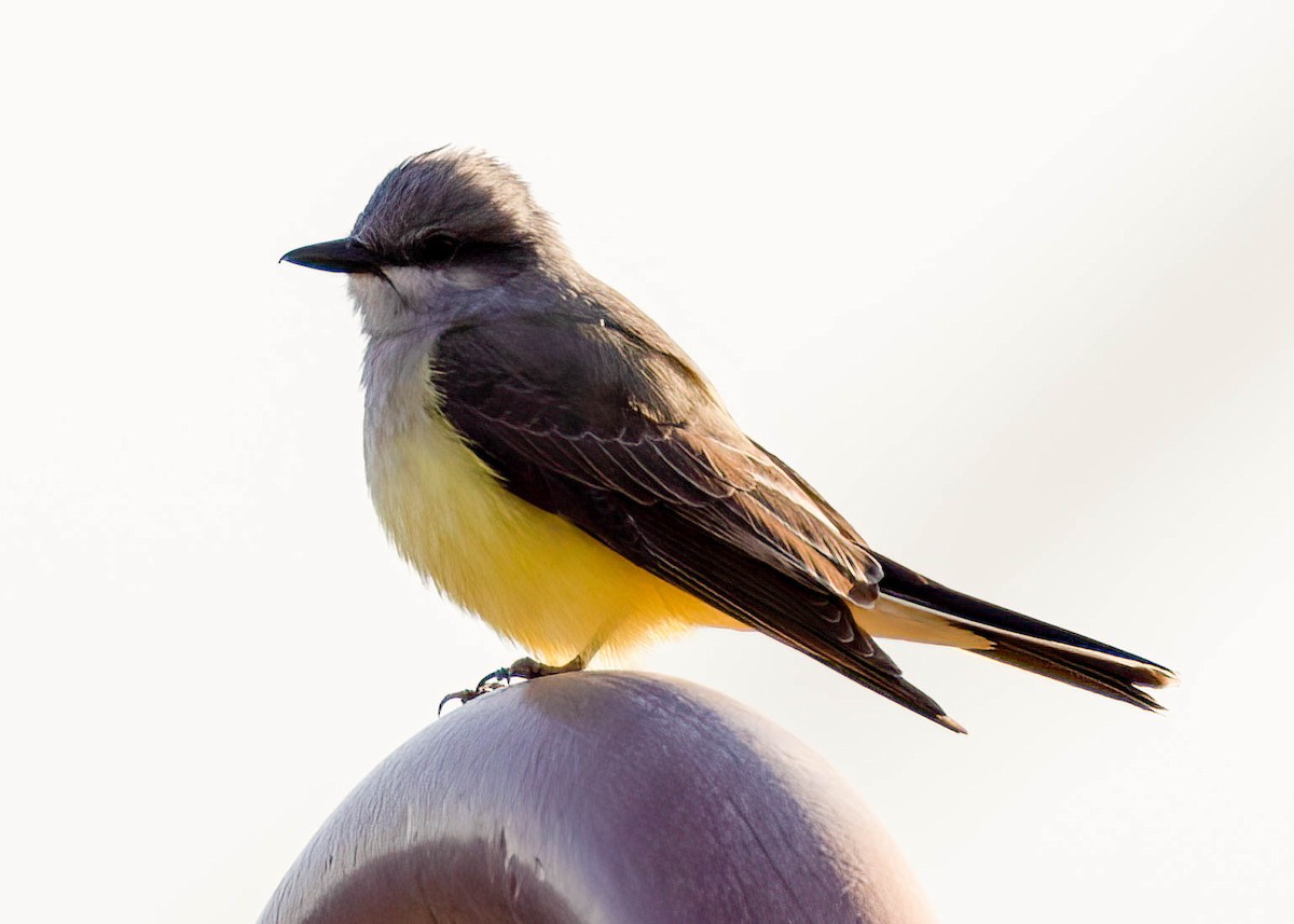 Western Kingbird - Luc Tremblay