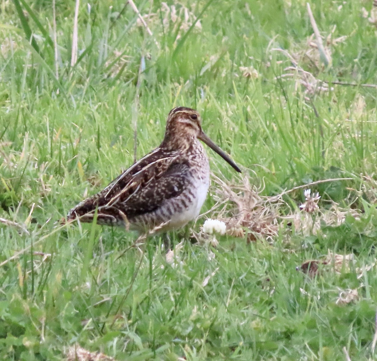 Wilson's Snipe - ML611677607