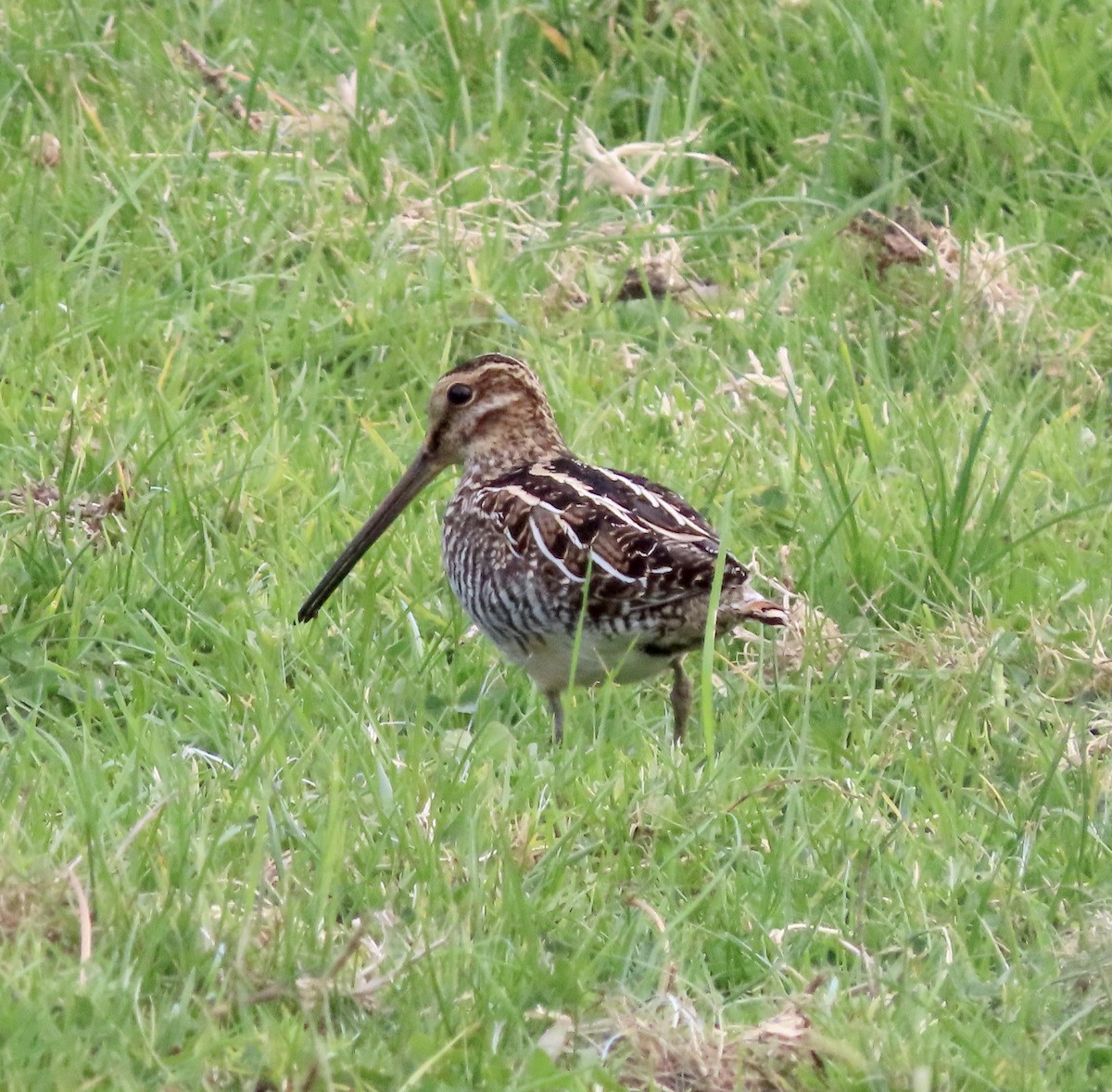 Wilson's Snipe - ML611677608