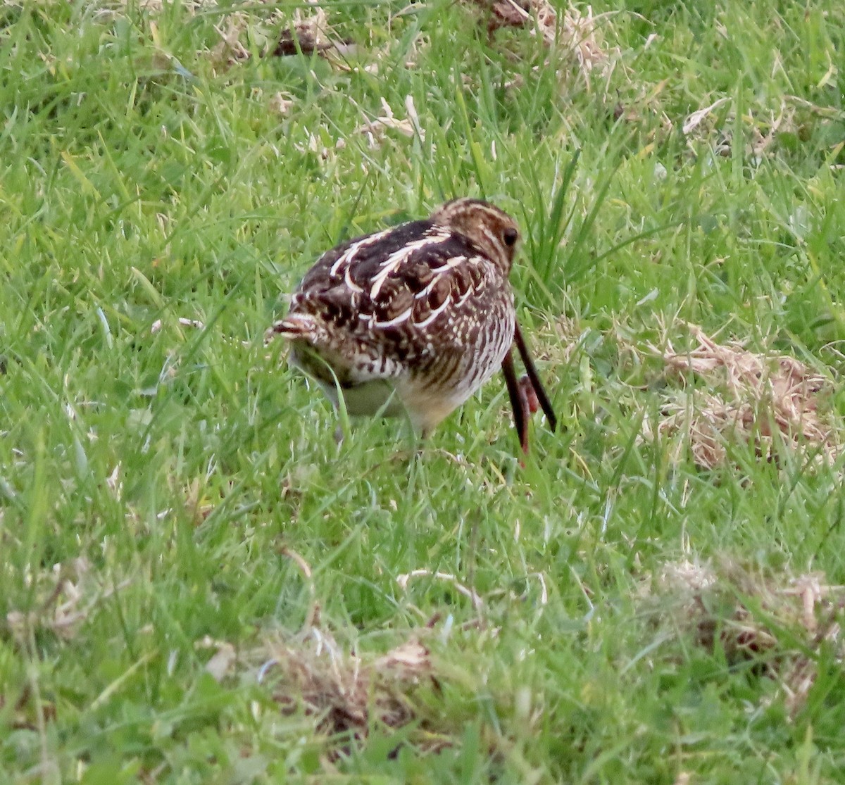 Wilson's Snipe - ML611677610