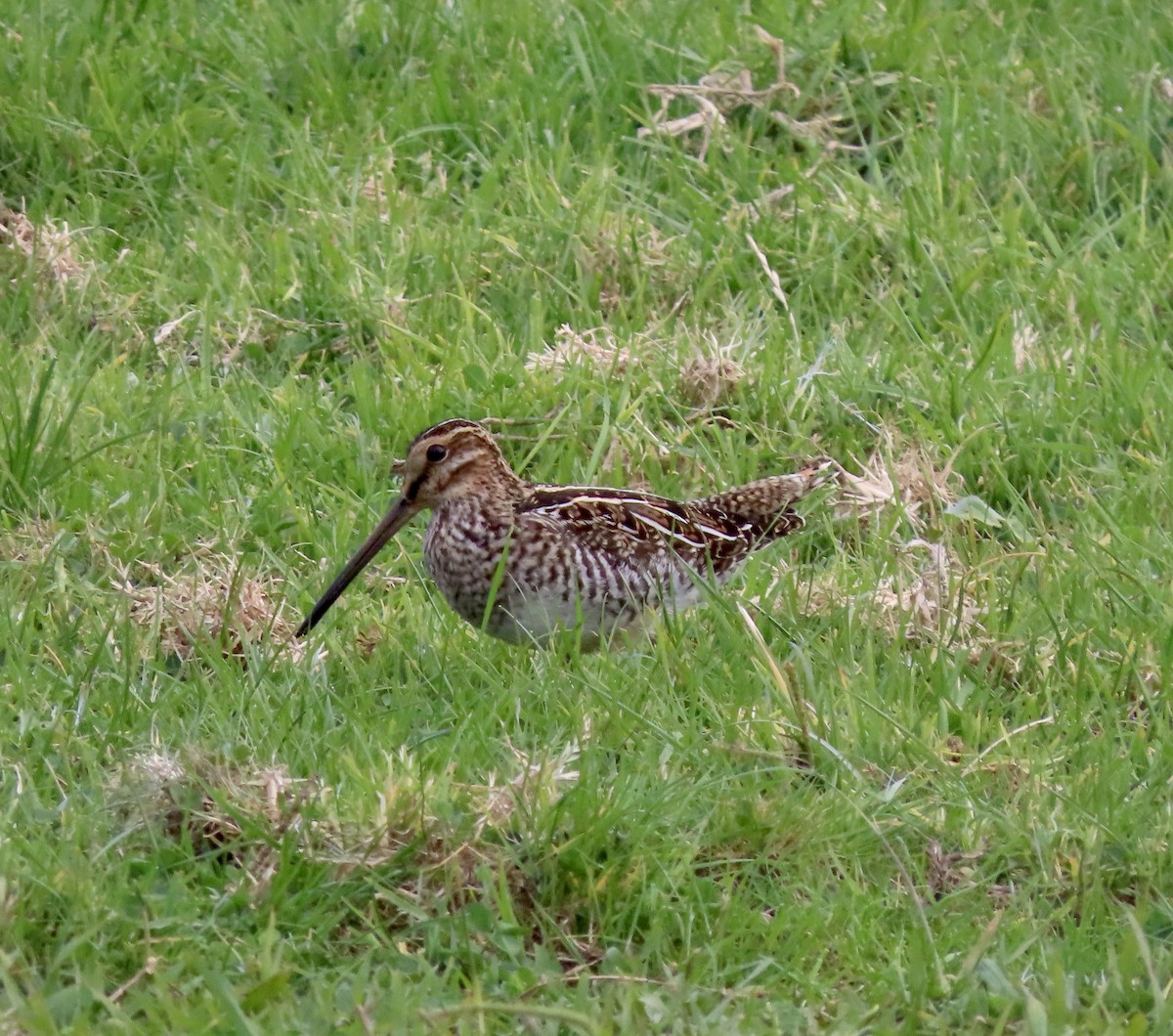 Wilson's Snipe - ML611677611