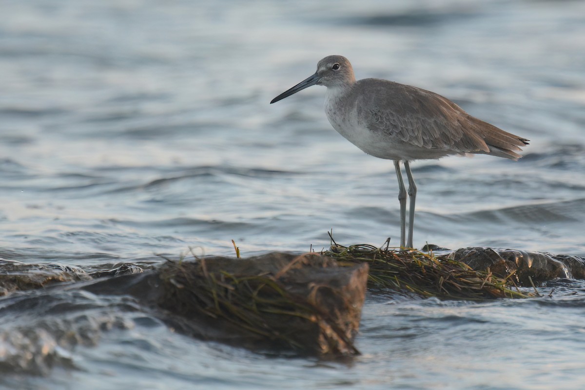 Willet - ML611677757