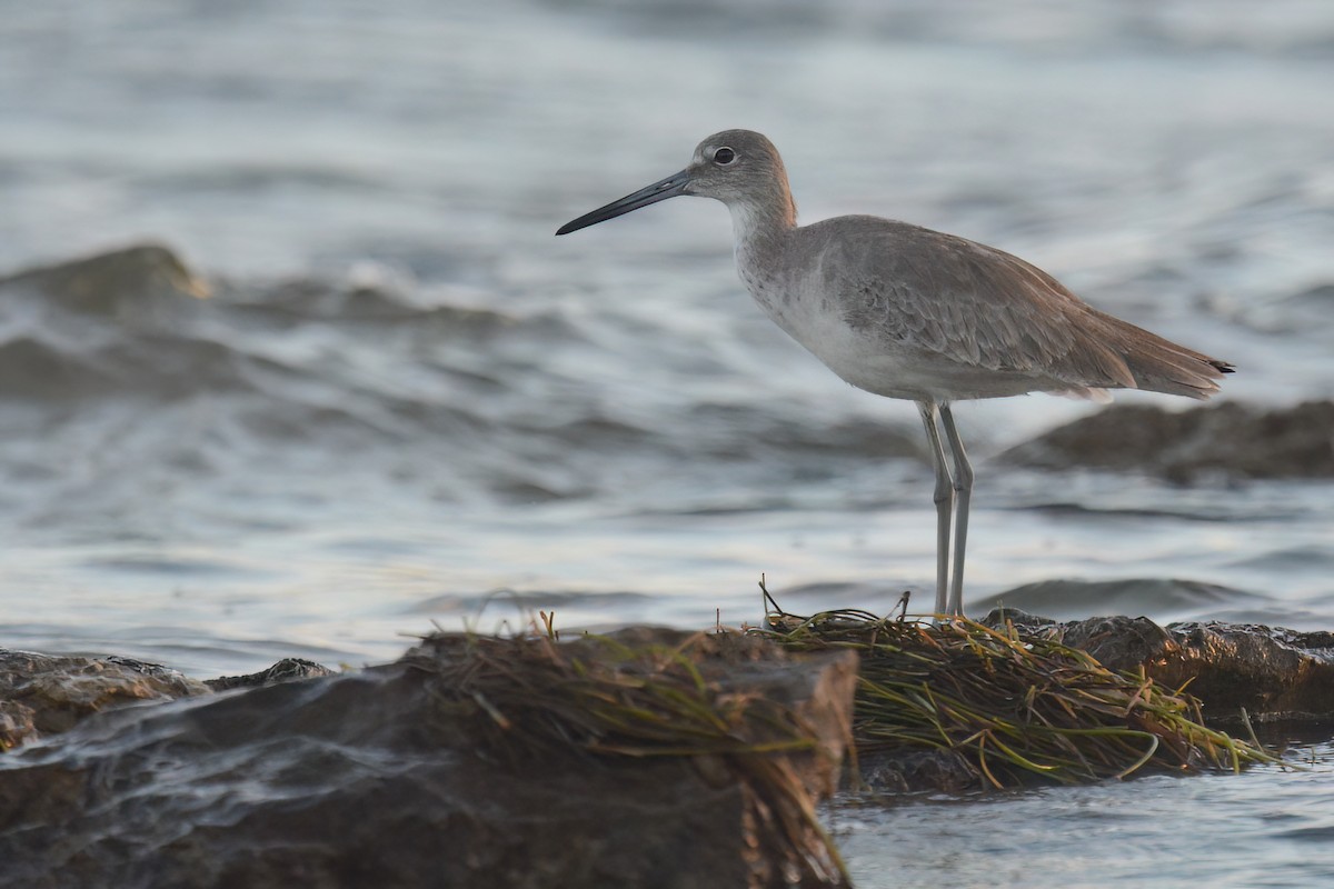 Willet - ML611677758
