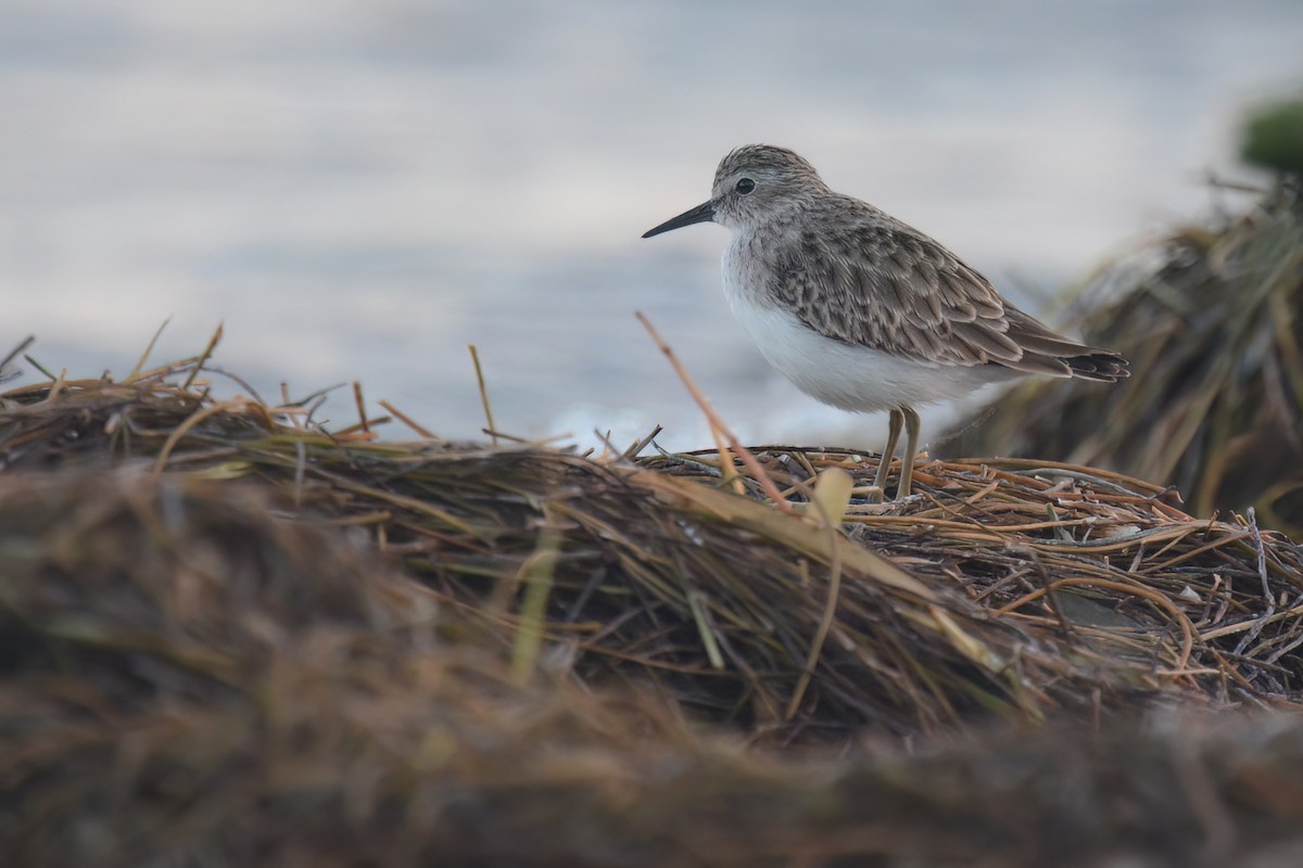 Least Sandpiper - Braden Judson