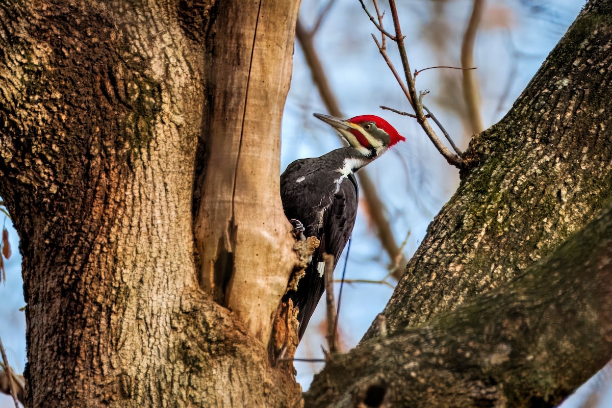 Pileated Woodpecker - Richard Pockat