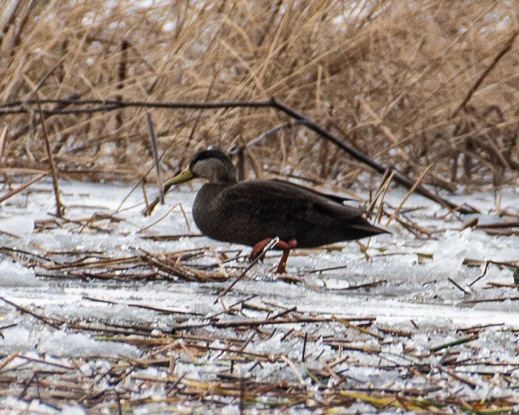 American Black Duck - ML611677810