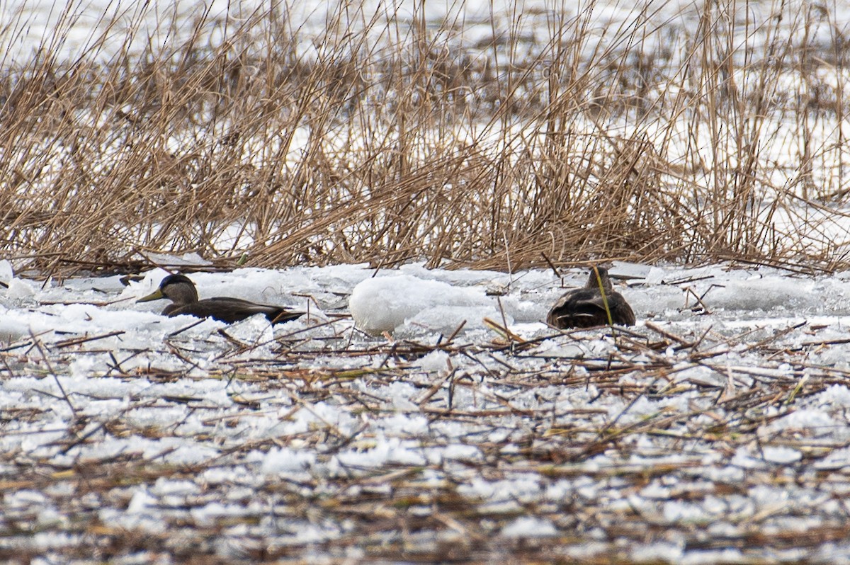 American Black Duck - ML611677812