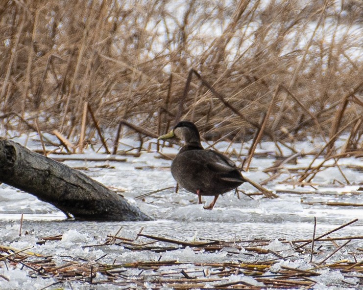 American Black Duck - ML611677813