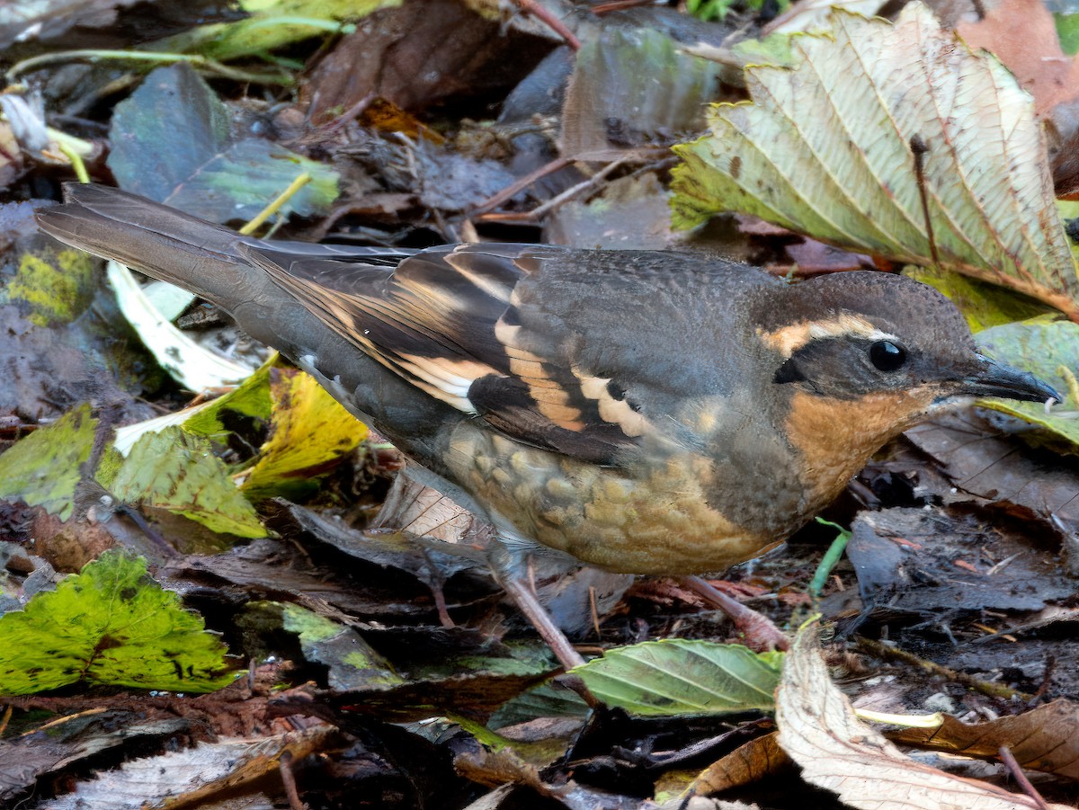 Varied Thrush - ML611677868