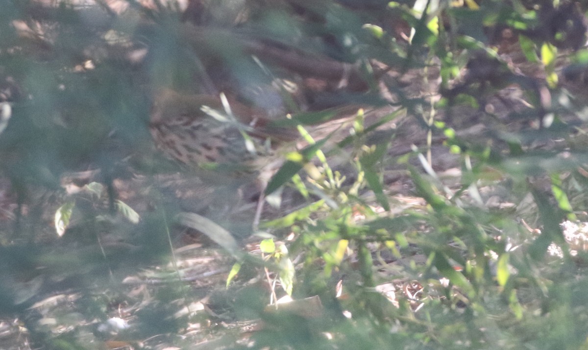 Brown Thrasher - ML611677875