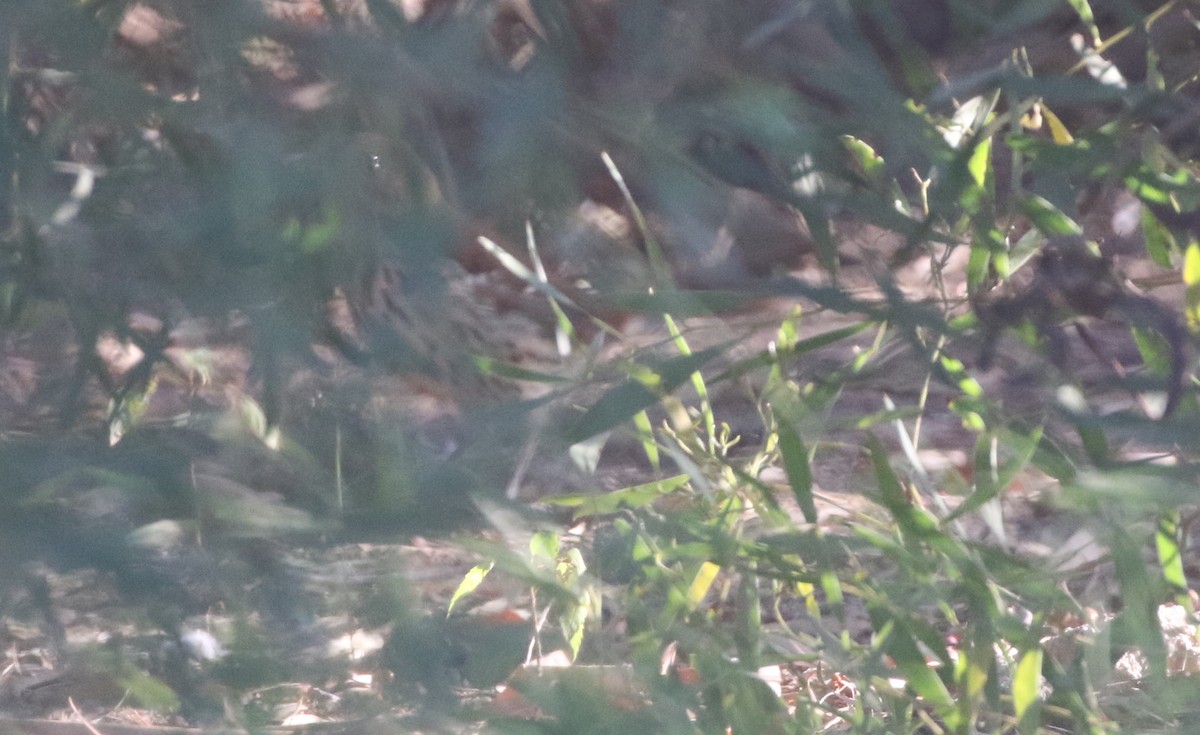Brown Thrasher - ML611677876
