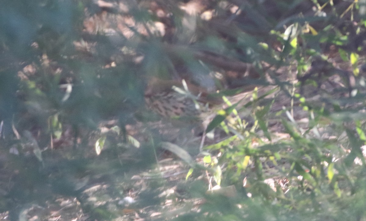 Brown Thrasher - ML611677878