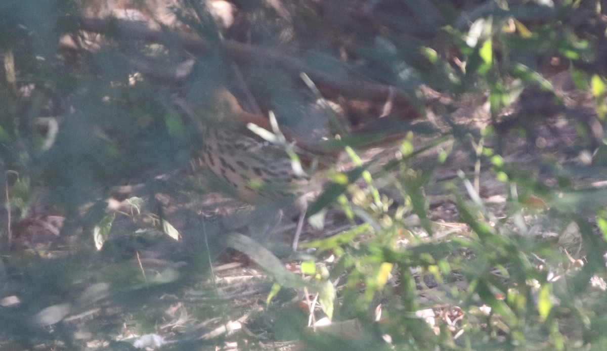 Brown Thrasher - ML611677880