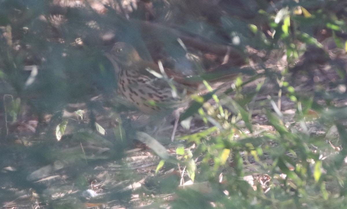 Brown Thrasher - ML611677881