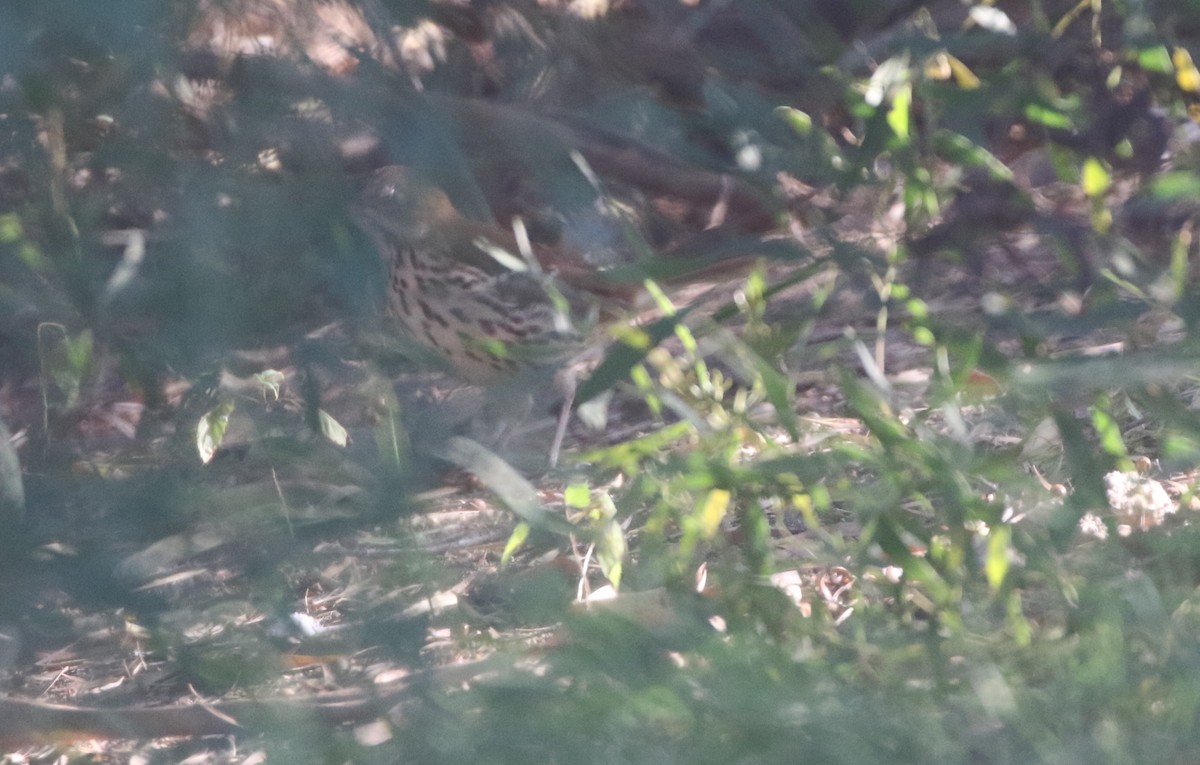 Brown Thrasher - ML611677882