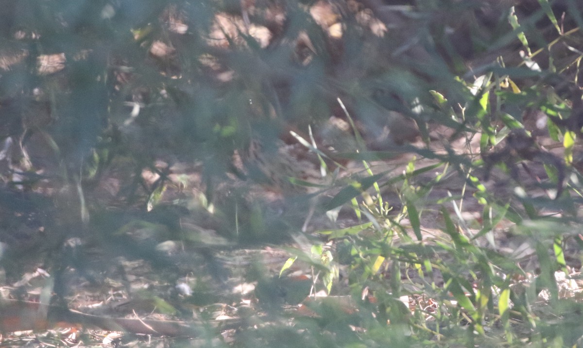 Brown Thrasher - ML611677883