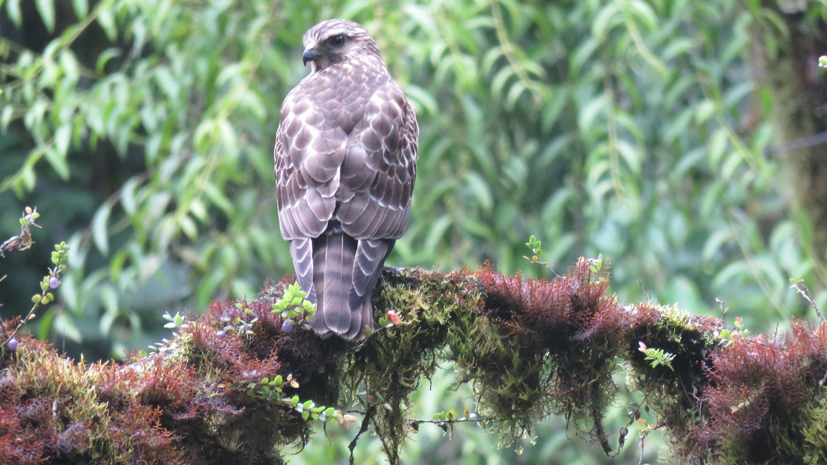 Broad-winged Hawk - Gabriel Jimenez Zamora