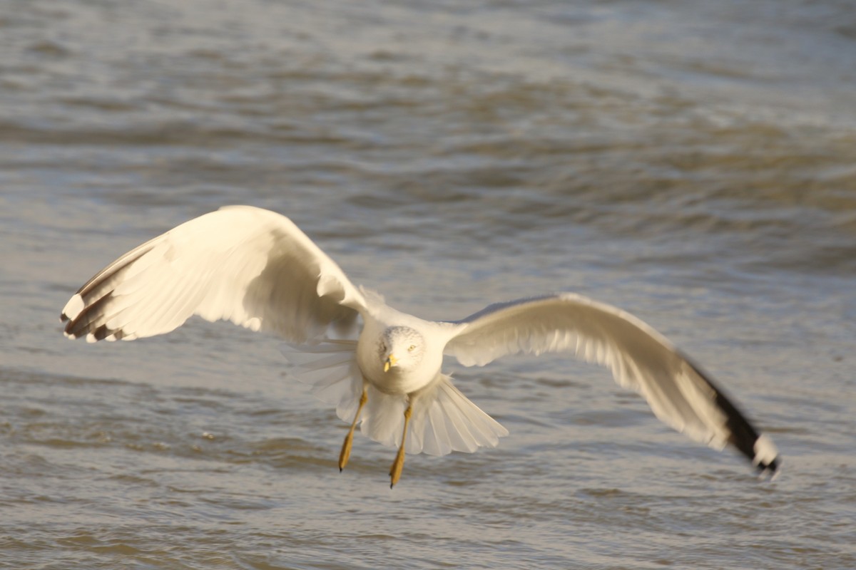 Ring-billed Gull - ML611678037