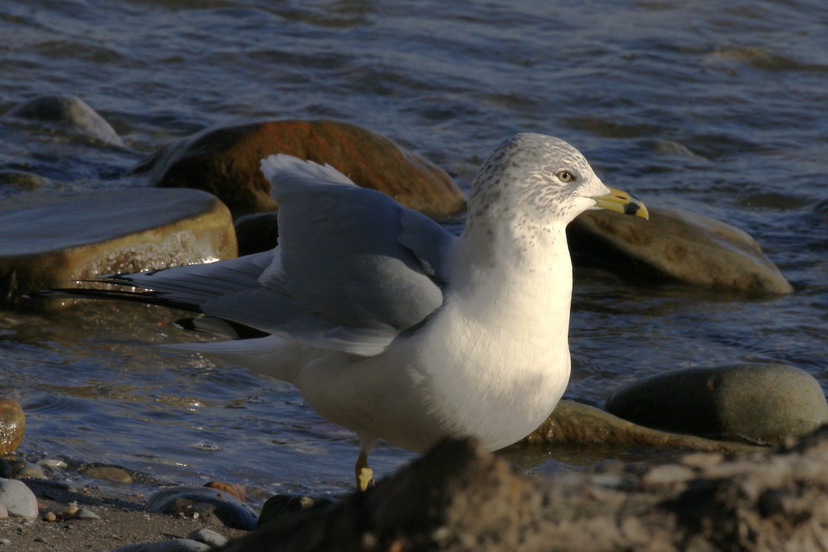 Ring-billed Gull - ML611678038