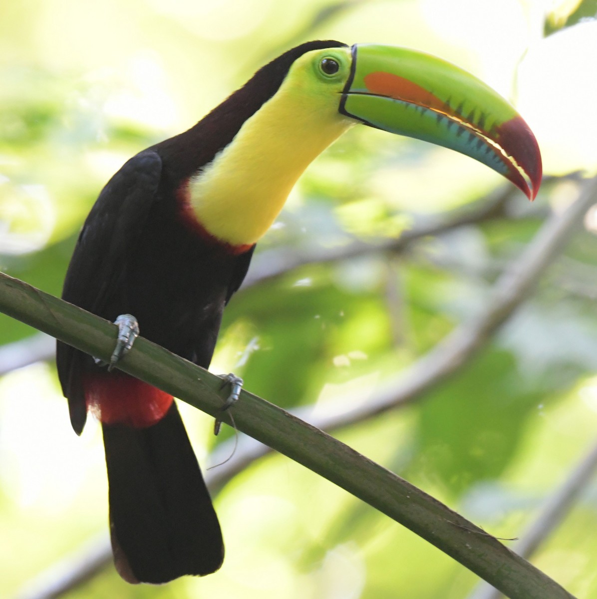Keel-billed Toucan - ML611678051