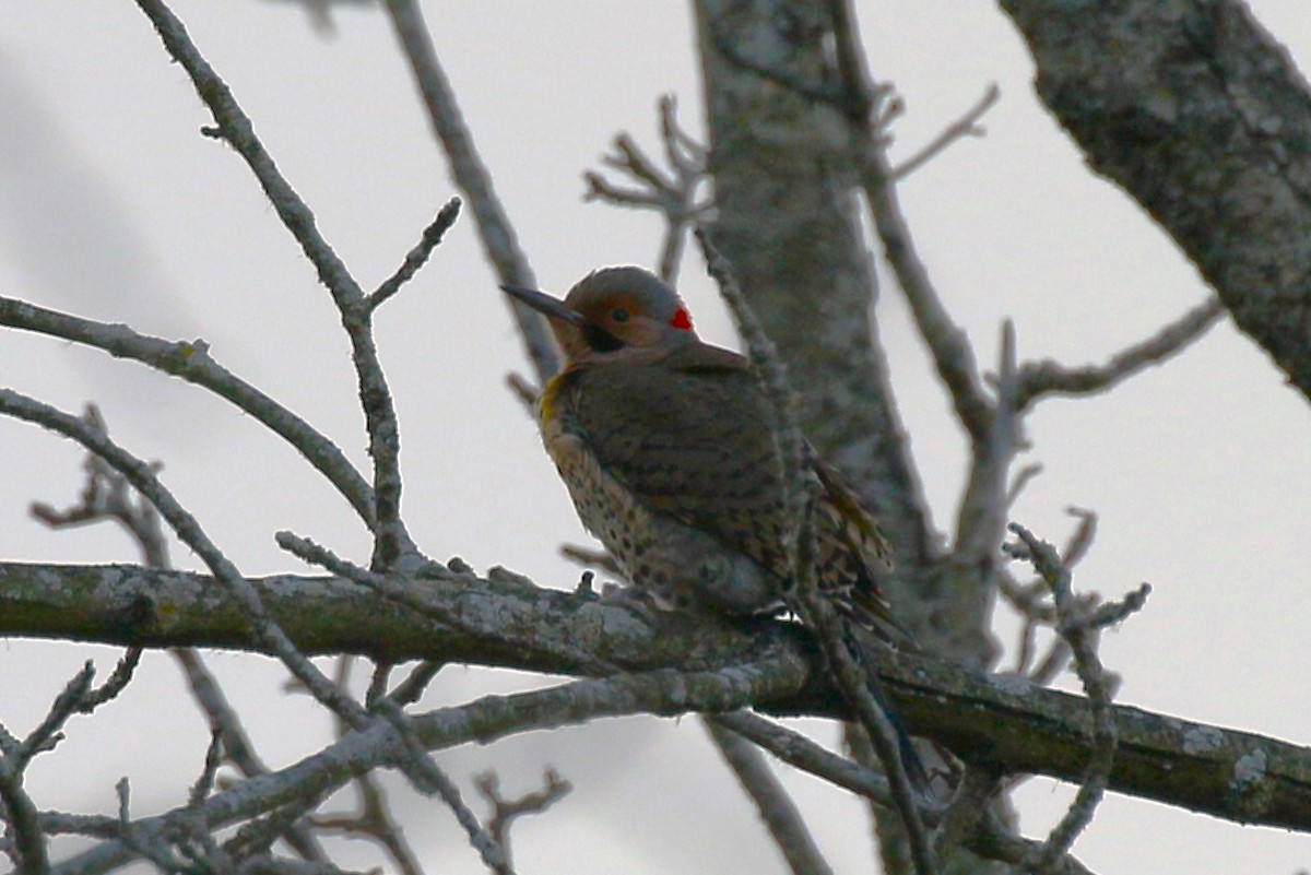 Northern Flicker - ML611678059