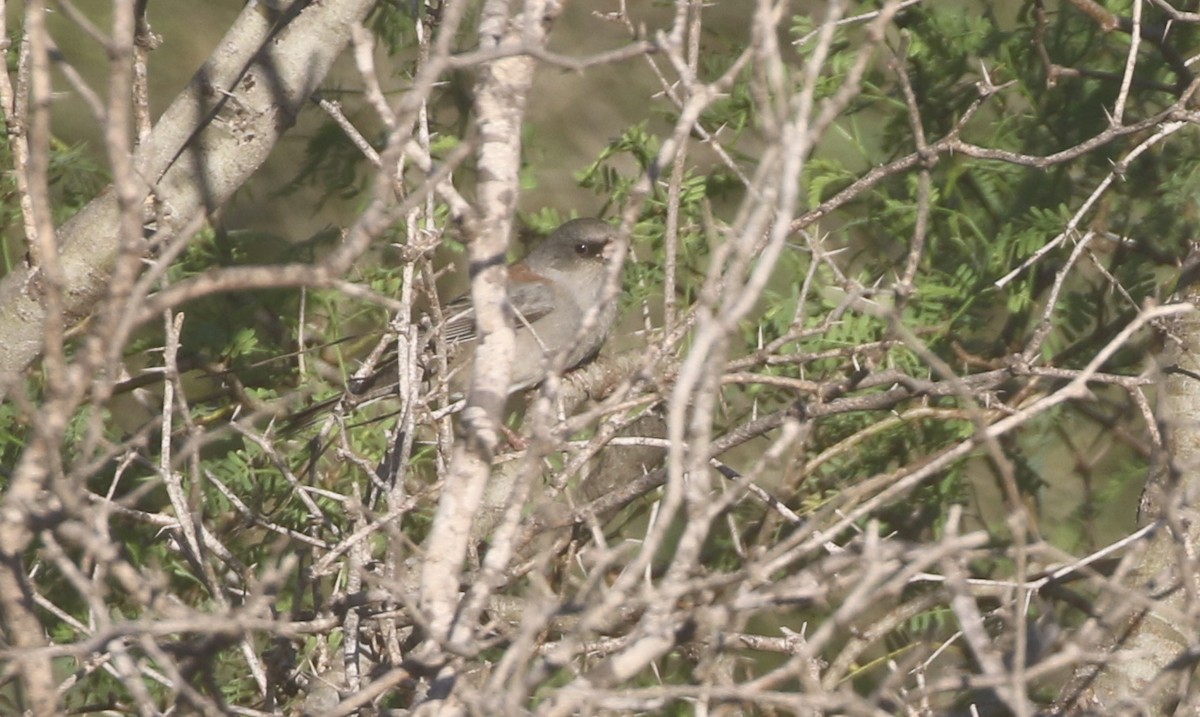 Dark-eyed Junco (Gray-headed) - ML611678133