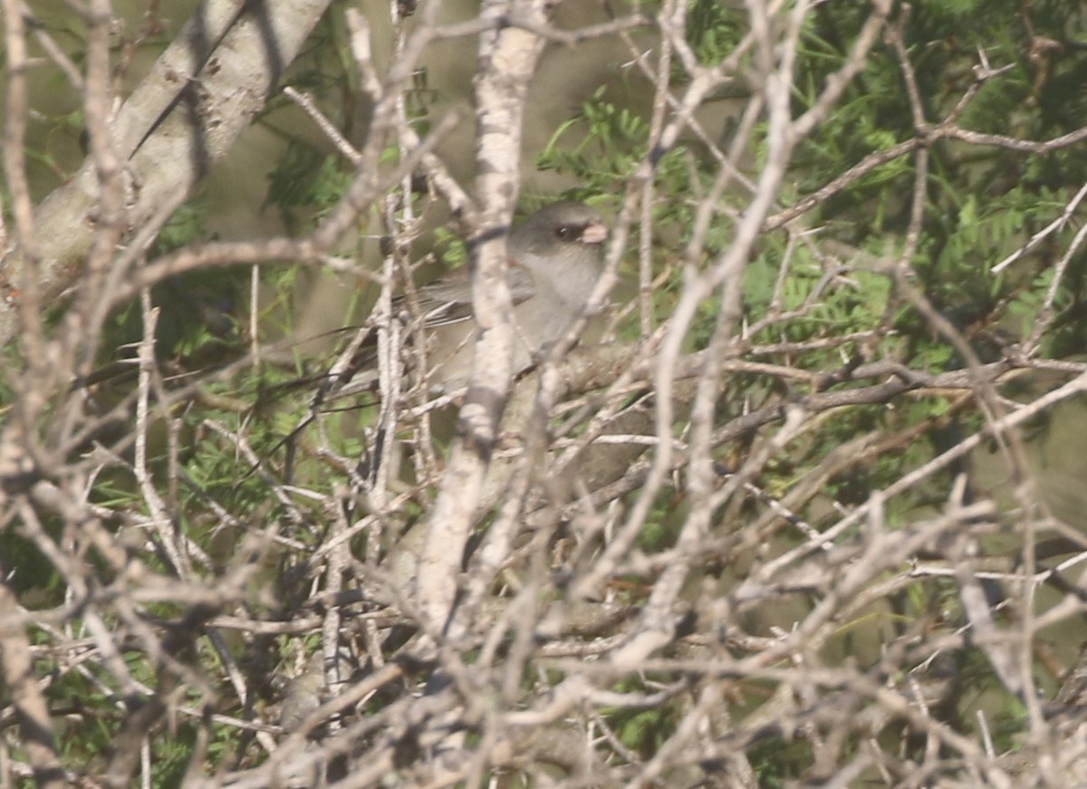 Dark-eyed Junco (Gray-headed) - ML611678134