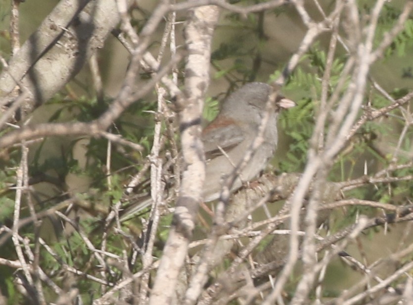 Dark-eyed Junco (Gray-headed) - ML611678135