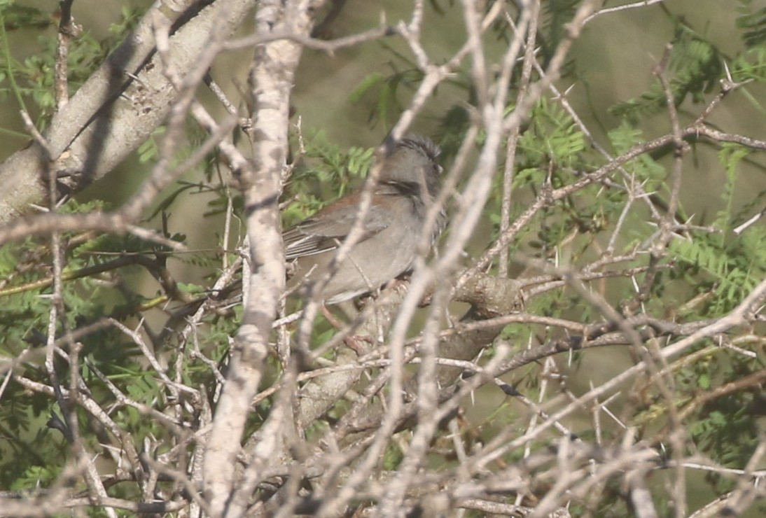 Dark-eyed Junco (Gray-headed) - ML611678136
