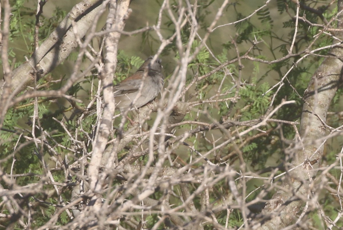 Dark-eyed Junco (Gray-headed) - ML611678137