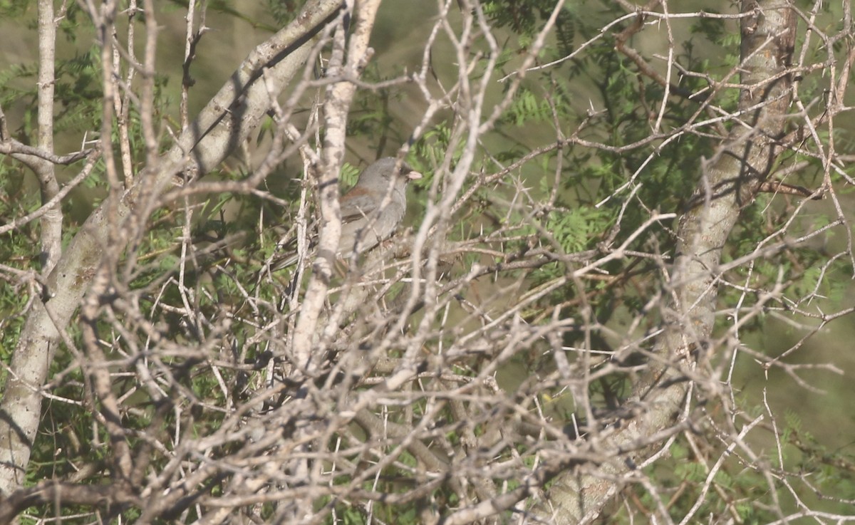 Dark-eyed Junco (Gray-headed) - ML611678138