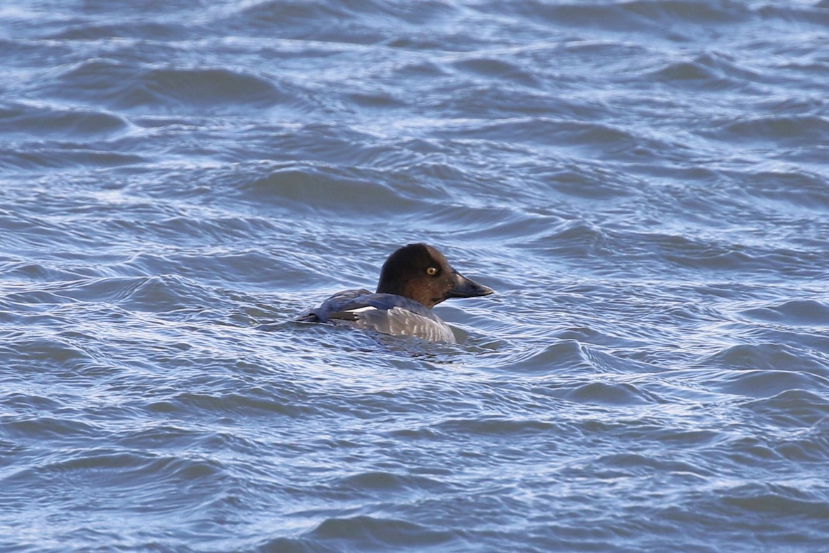 Common Goldeneye - ML611678186