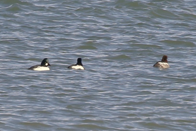 Common Goldeneye - ML611678187