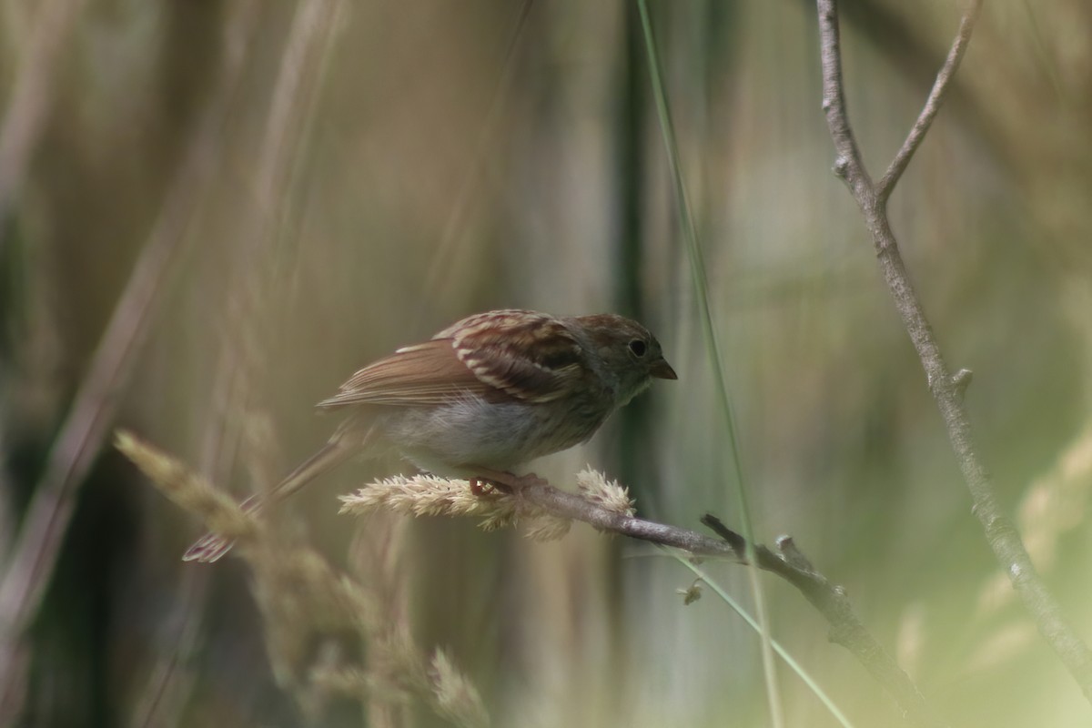 Field Sparrow - Alyssa Nees