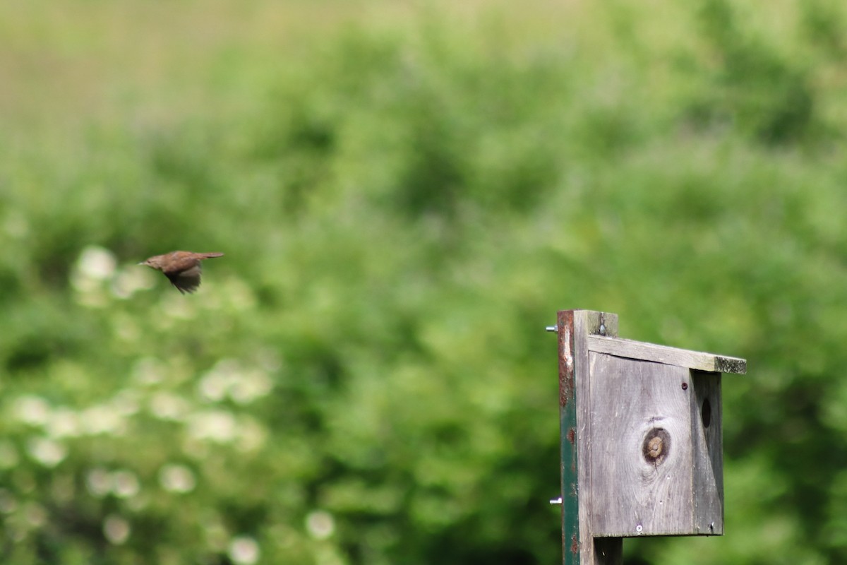 House Wren - Alyssa Nees