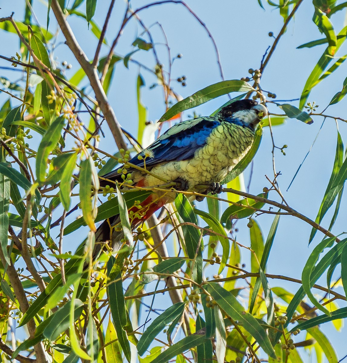 Northern Rosella - Russell Scott