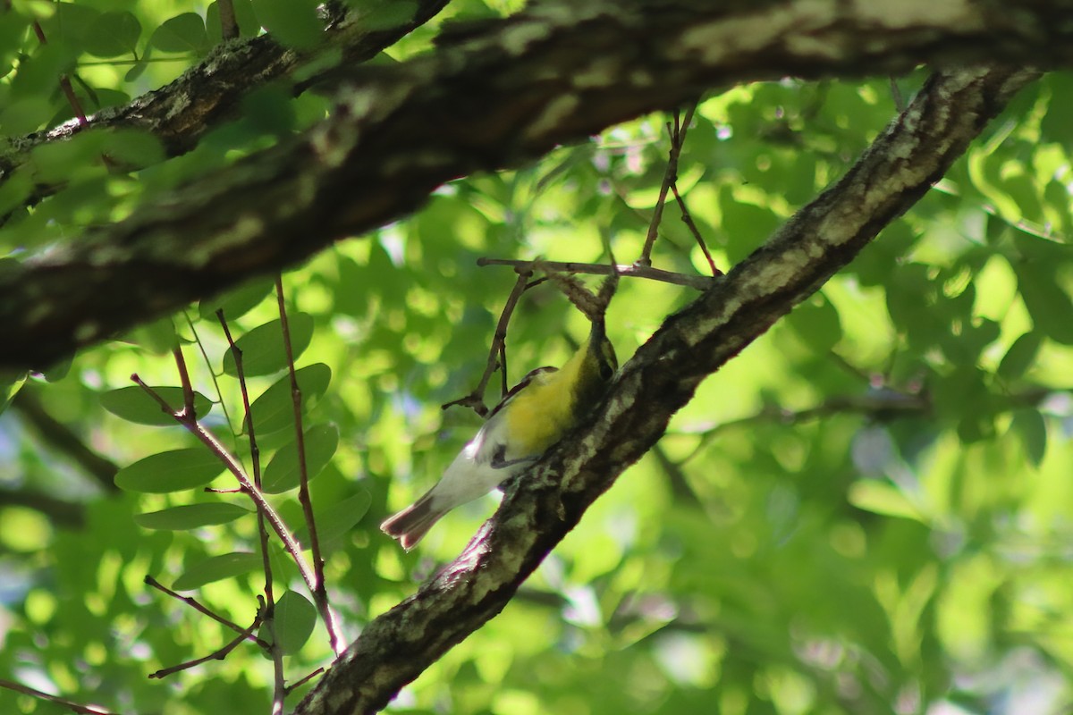 Yellow-throated Vireo - ML611678253