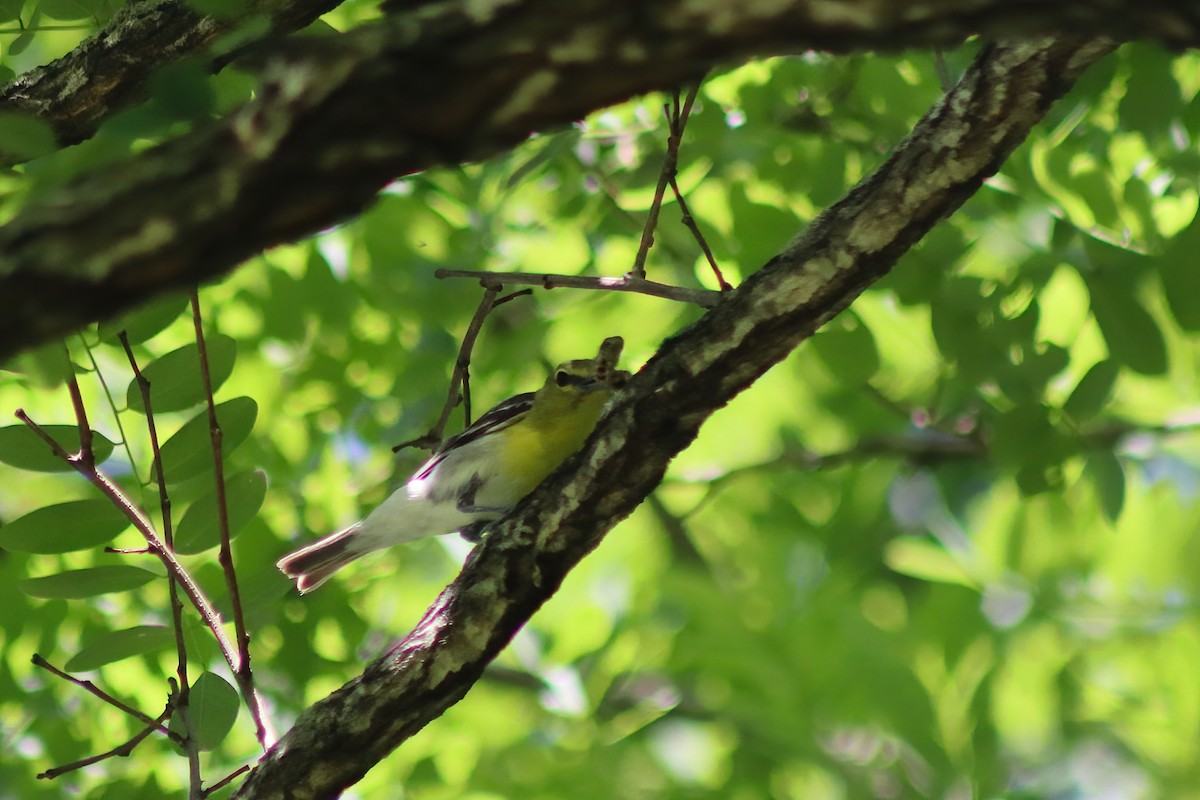 Yellow-throated Vireo - ML611678257