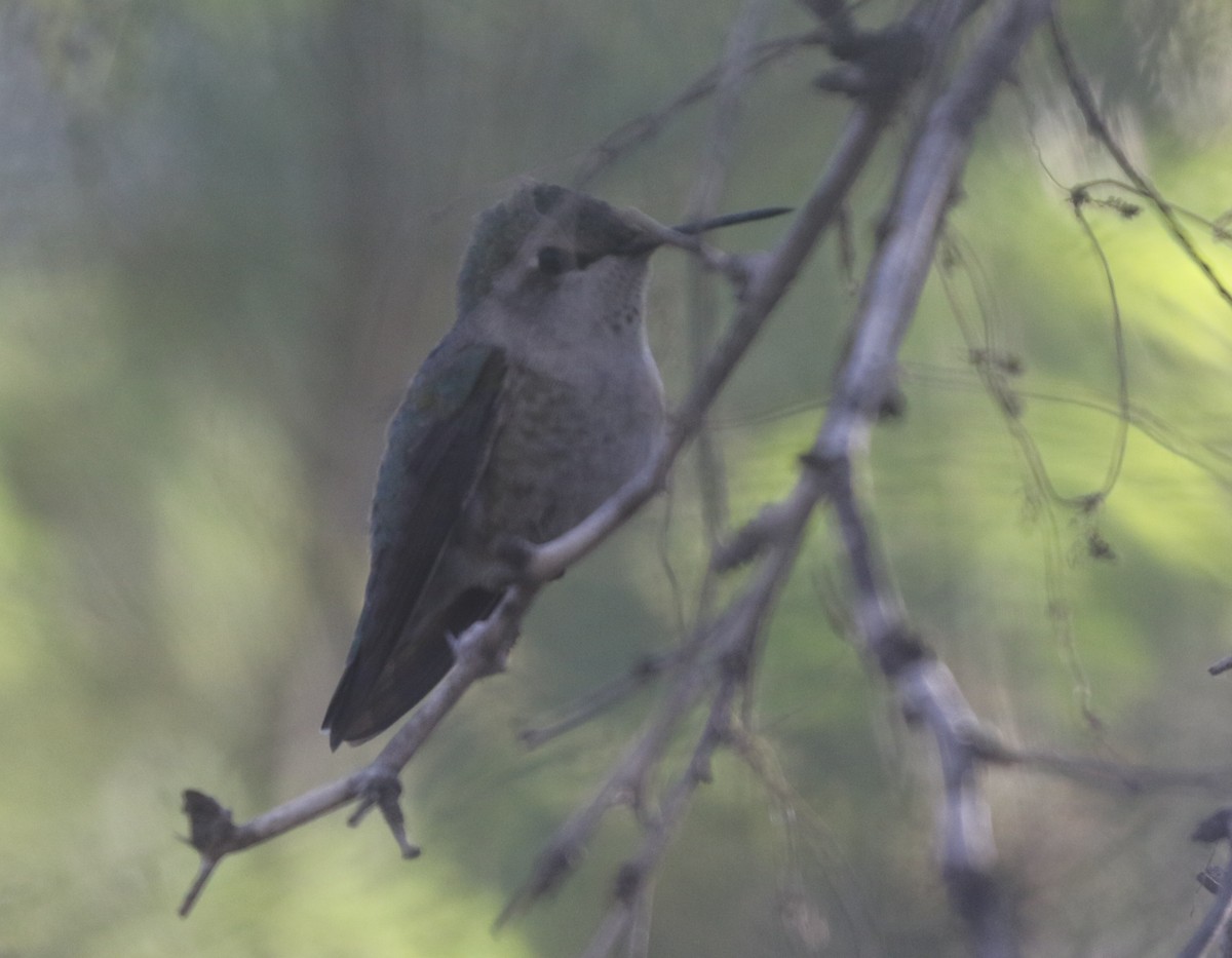Anna's/Costa's Hummingbird - ML611678301