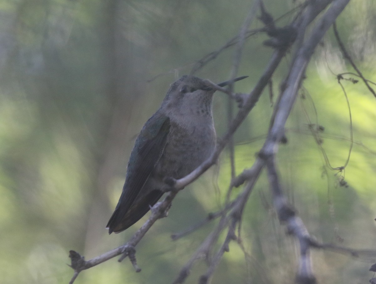 Anna's/Costa's Hummingbird - ML611678302