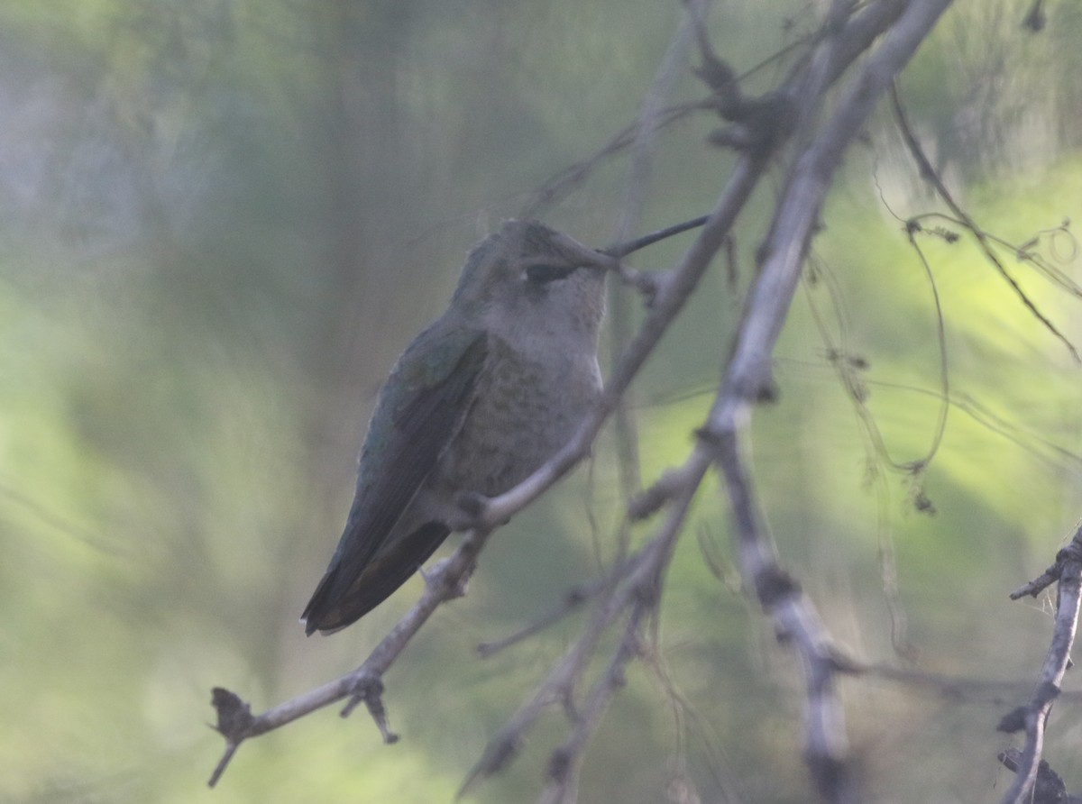 Anna's/Costa's Hummingbird - ML611678303