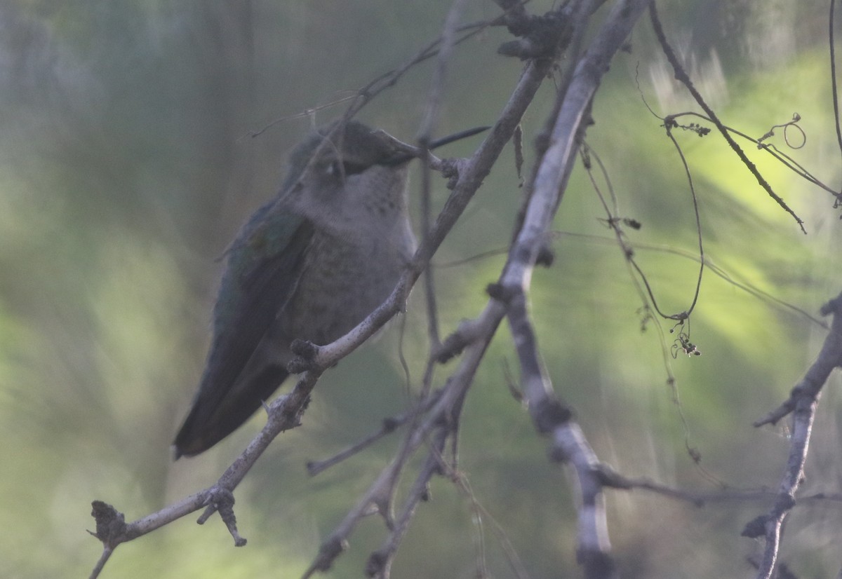 Anna's/Costa's Hummingbird - ML611678304