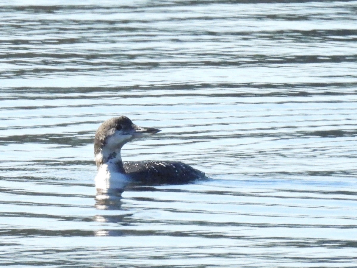 Common Loon - ML611678349