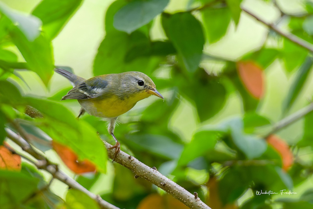 Northern Parula - Frédéric WECKSTEEN